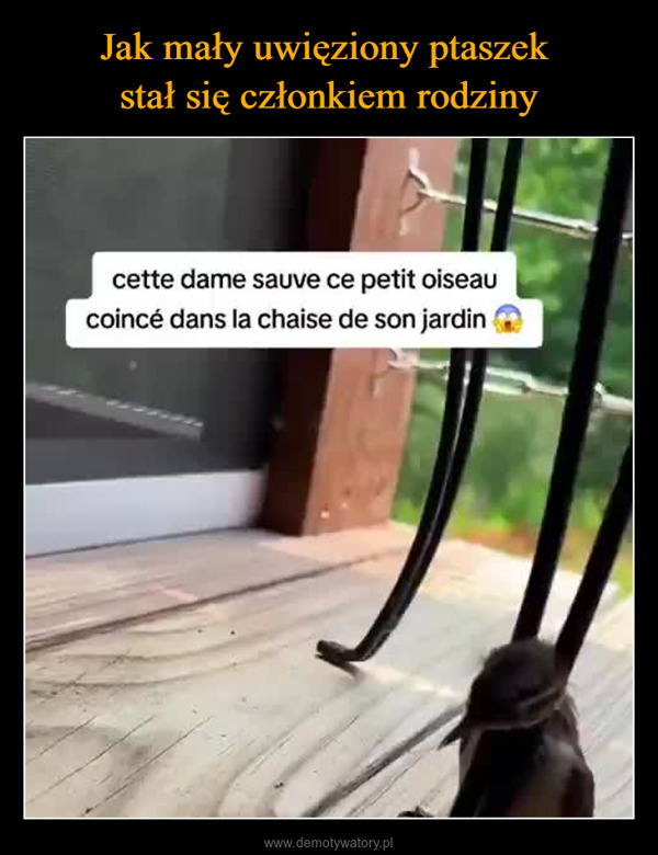  –  cette dame sauve ce petit oiseaucoincé dans la chaise de son jardin