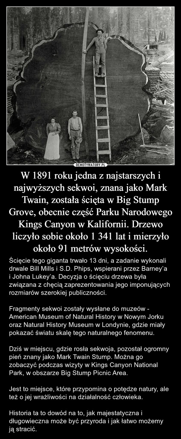 W 1891 roku jedna z najstarszych i najwyższych sekwoi, znana jako Mark Twain, została ścięta w Big Stump Grove, obecnie część Parku Narodowego Kings Canyon w Kalifornii. Drzewo liczyło sobie około 1 341 lat i mierzyło około 91 metrów wysokości. – Ścięcie tego giganta trwało 13 dni, a zadanie wykonali drwale Bill Mills i S.D. Phips, wspierani przez Barney’a i Johna Lukey’a. Decyzja o ścięciu drzewa była związana z chęcią zaprezentowania jego imponujących rozmiarów szerokiej publiczności. Fragmenty sekwoi zostały wysłane do muzeów - American Museum of Natural History w Nowym Jorku oraz Natural History Museum w Londynie, gdzie miały pokazać światu skalę tego naturalnego fenomenu.Dziś w miejscu, gdzie rosła sekwoja, pozostał ogromny pień znany jako Mark Twain Stump. Można go zobaczyć podczas wizyty w Kings Canyon National Park, w obszarze Big Stump Picnic Area.Jest to miejsce, które przypomina o potędze natury, ale też o jej wrażliwości na działalność człowieka. Historia ta to dowód na to, jak majestatyczna i długowieczna może być przyroda i jak łatwo możemy ją stracić. 