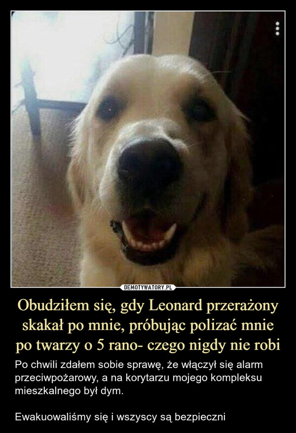 Obudziłem się, gdy Leonard przerażony skakał po mnie, próbując polizać mnie po twarzy o 5 rano- czego nigdy nie robi – Po chwili zdałem sobie sprawę, że włączył się alarm przeciwpożarowy, a na korytarzu mojego kompleksu mieszkalnego był dym.Ewakuowaliśmy się i wszyscy są bezpieczni 