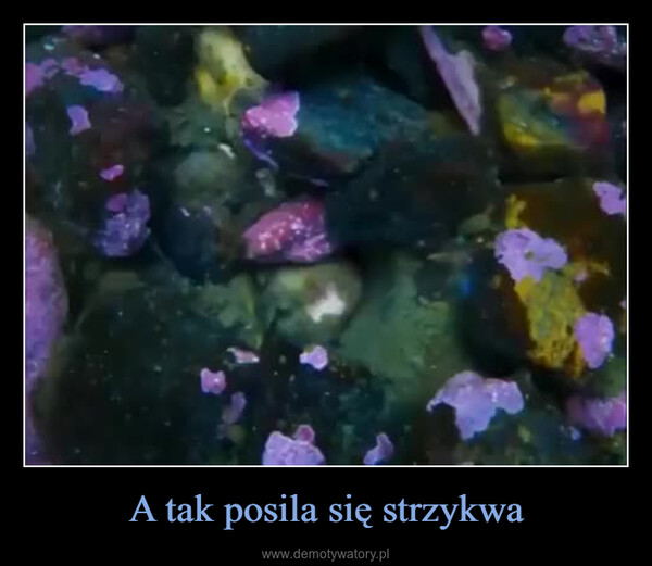 A tak posila się strzykwa –  0:10