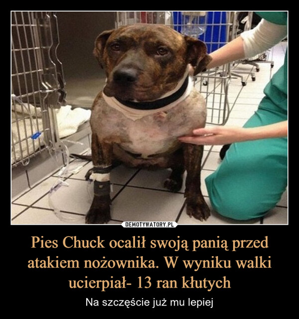 Pies Chuck ocalił swoją panią przed atakiem nożownika. W wyniku walki ucierpiał- 13 ran kłutych – Na szczęście już mu lepiej 