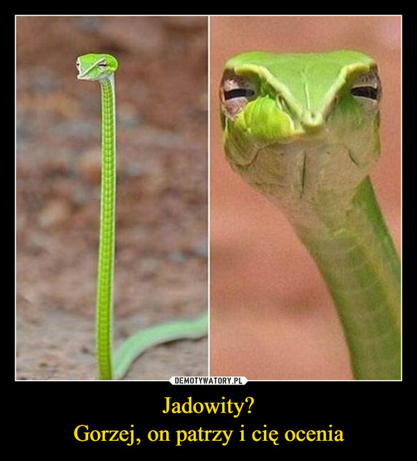 Jadowity?Gorzej, on patrzy i cię ocenia –  